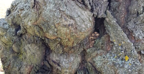 Newsletter BaumWege