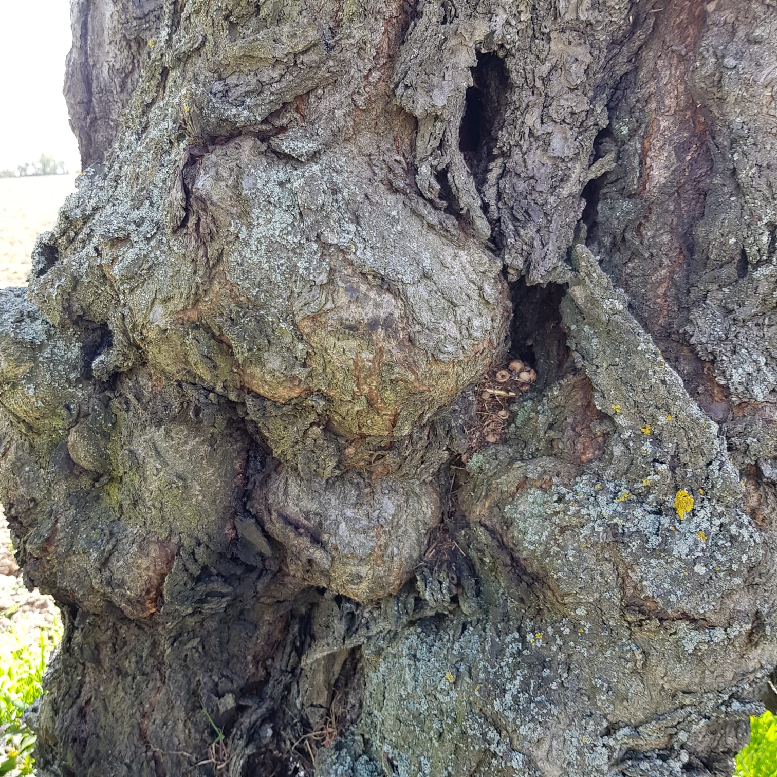 Newsletter BaumWege