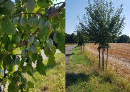 Newsletter – Sommernachrichten mit Bitte und Aufruf