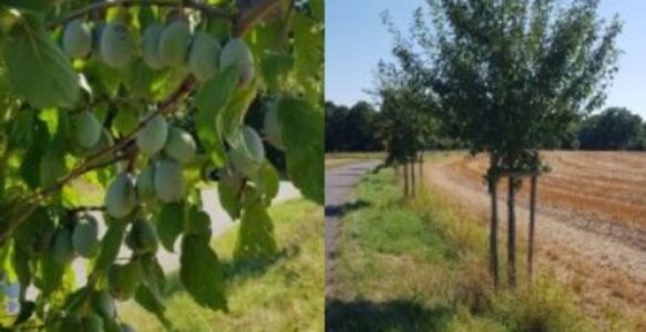 Newsletter – Sommernachrichten mit Bitte und Aufruf